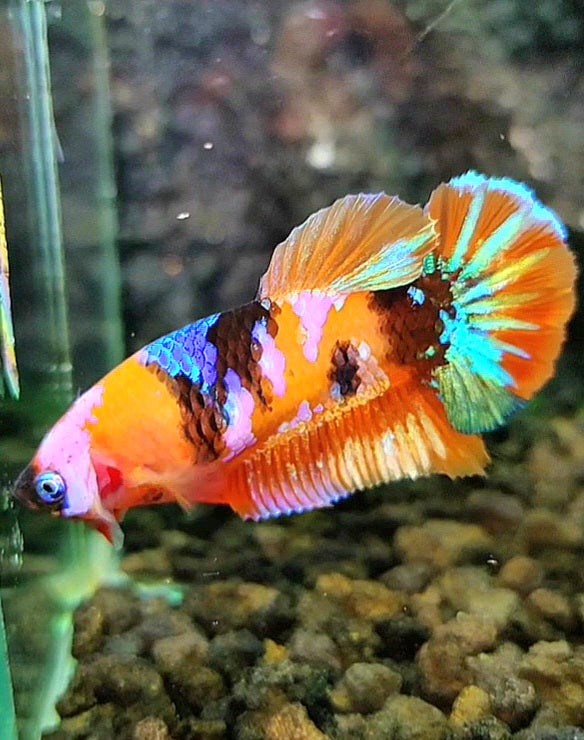 FEMALE PLAKAT ORANGE PINK GALAXY MULTICOLOR BETTA FISH