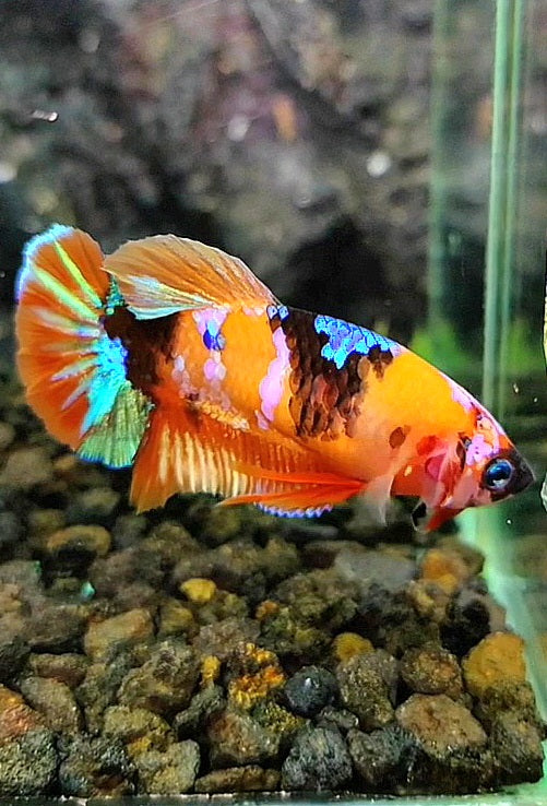 FEMALE PLAKAT ORANGE PINK GALAXY MULTICOLOR BETTA FISH
