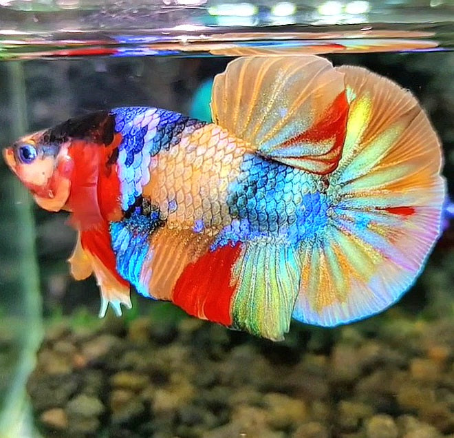 PLAKAT GALAXY GOLD RAINBOW MULTICOLOR BETTA FISH