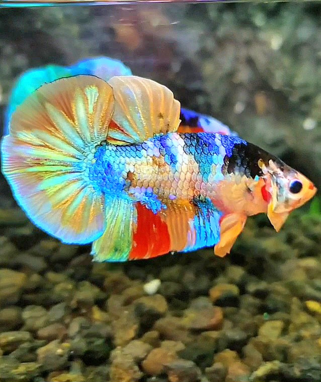 PLAKAT GALAXY GOLD RAINBOW MULTICOLOR BETTA FISH