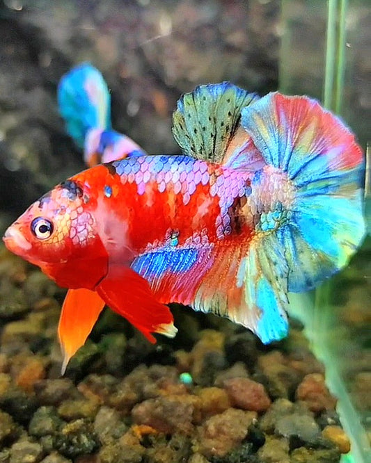 PLAKAT GALAXY RED PINK COPPER RAINBOW MULTICOLOR BETTA FISH