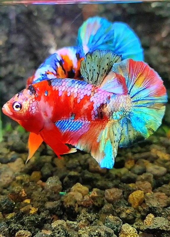 PLAKAT GALAXY RED PINK COPPER RAINBOW MULTICOLOR BETTA FISH