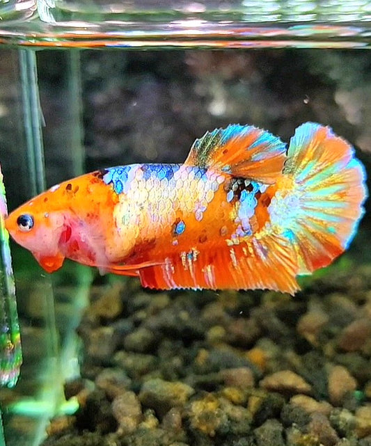 FEMALE PLAKAT ORANGE GALAXY MULTICOLOR BETTA FISH