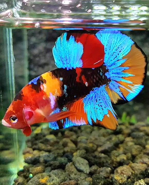 PLAKAT GALAXY BLACK MULTICOLOR BETTA FISH