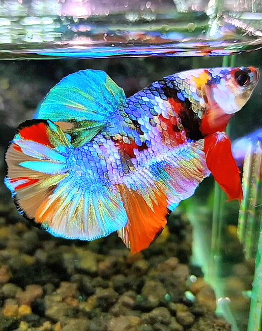 PLAKAT GALAXY RAINBOW MULTICOLOR BETTA FISH