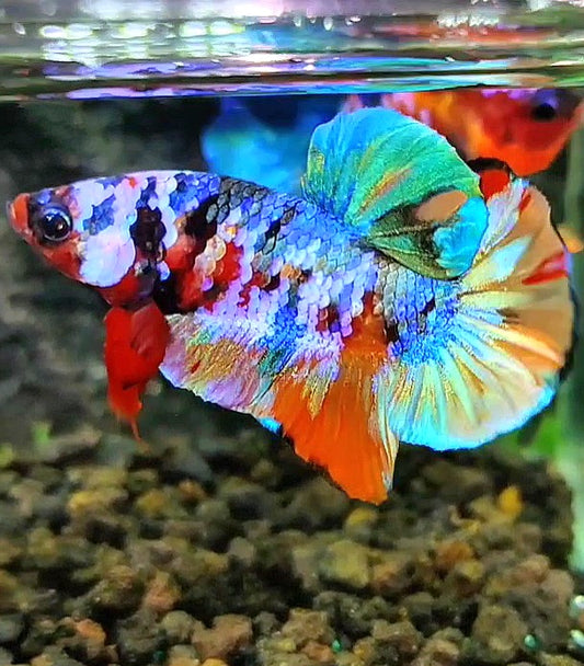 PLAKAT GALAXY RAINBOW MULTICOLOR BETTA FISH