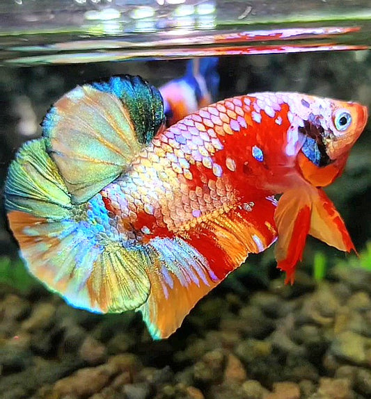 PLAKAT GALAXY GOLD MULTICOLOR BETTA FISH