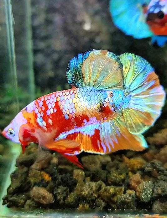 PLAKAT GALAXY GOLD MULTICOLOR BETTA FISH