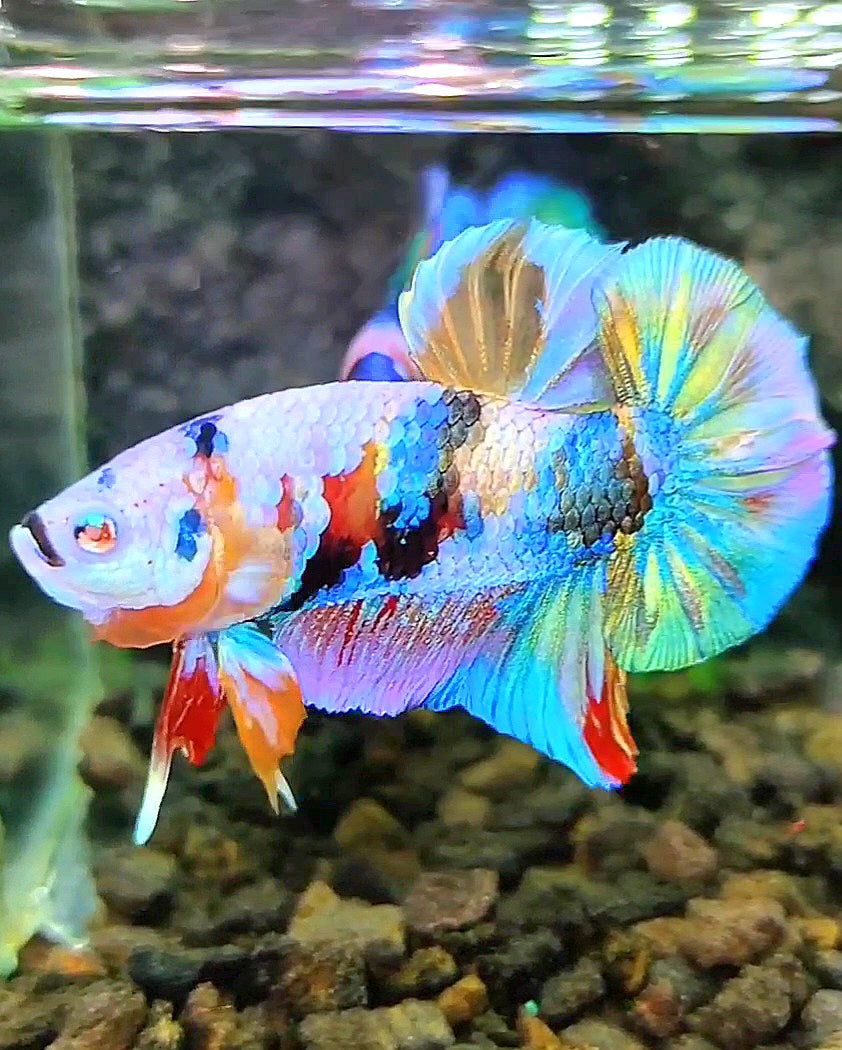 PLAKAT GALAXY RAINBOW MULTICOLOR BETTA FISH