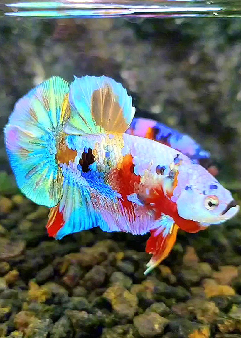 PLAKAT GALAXY RAINBOW MULTICOLOR BETTA FISH