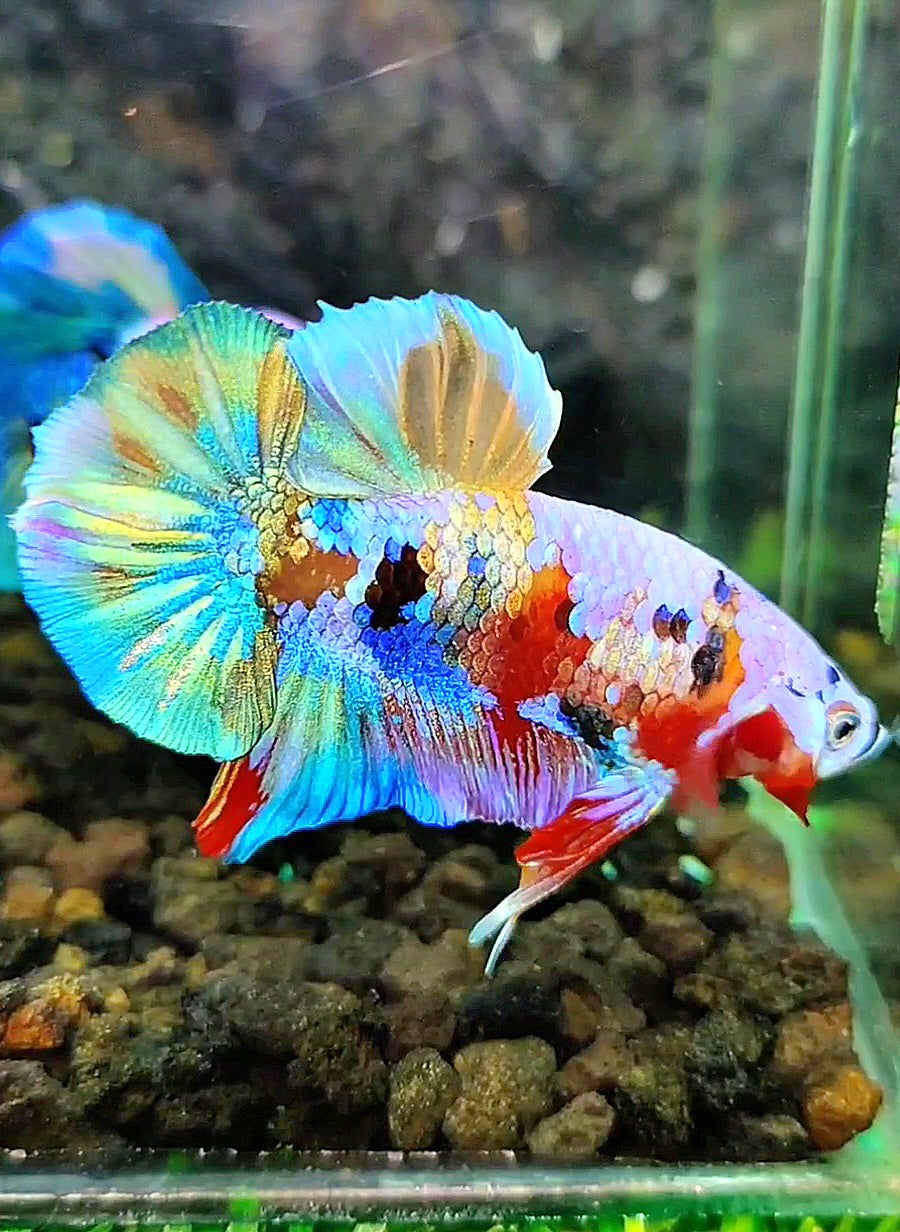 PLAKAT GALAXY RAINBOW MULTICOLOR BETTA FISH