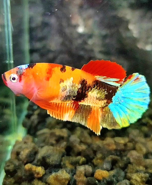 FEMALE PLAKAT ORANGE GALAXY COPPER MULTICOLOR BETTA FISH
