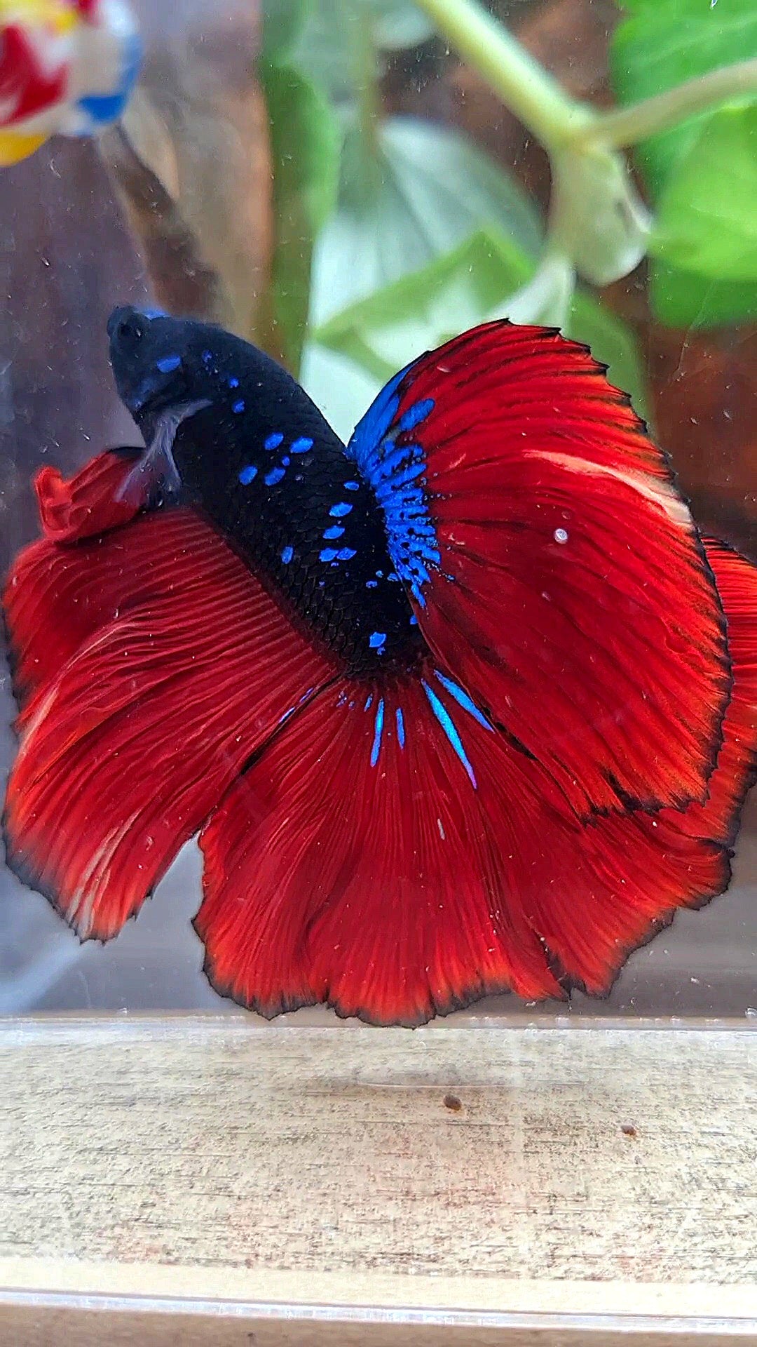 LUXURY HALFMOON ROSETAIL BLACK GALAXY AVATAR BLUE VAMPIRE BETTA FISH