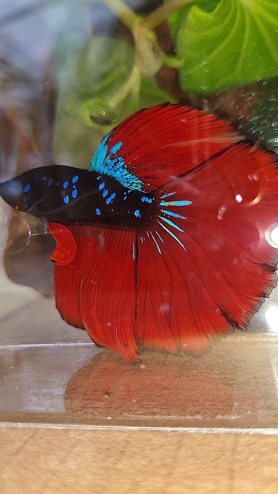 LUXURY HALFMOON ROSETAIL BLACK GALAXY AVATAR BLUE VAMPIRE BETTA FISH