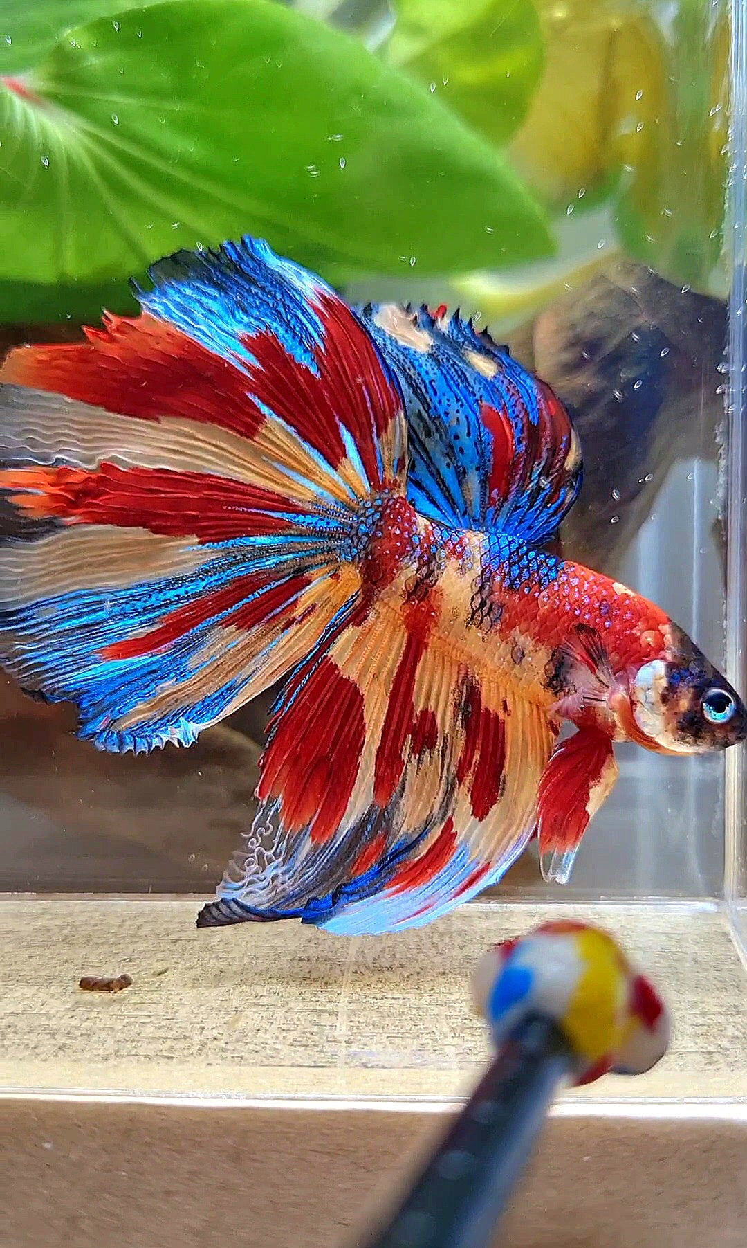 HALFMOON METTALIC SUPER MULTICOLOR TIGER BETTA FISH