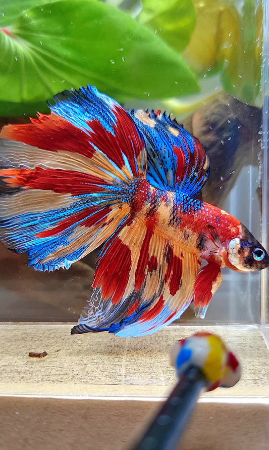 HALFMOON METTALIC SUPER MULTICOLOR TIGER BETTA FISH