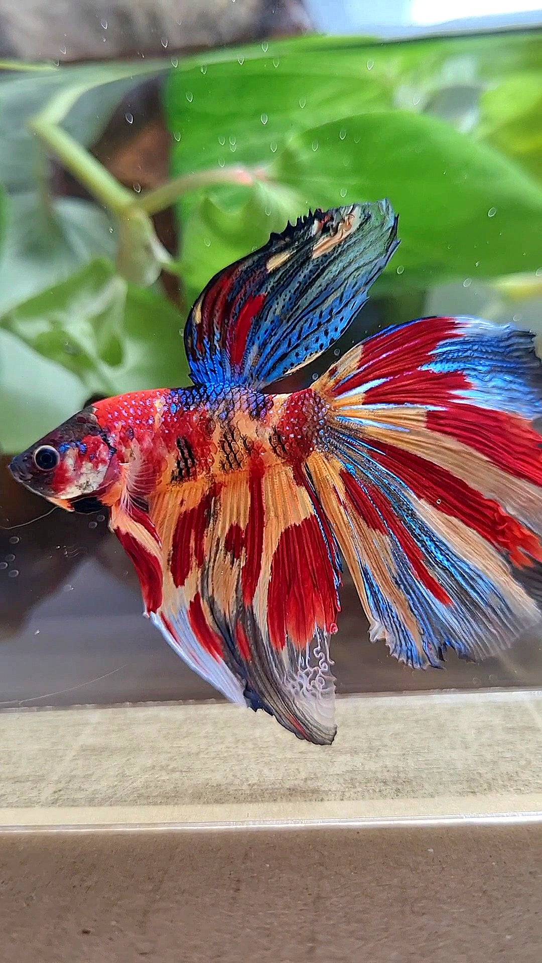 HALFMOON METTALIC SUPER MULTICOLOR TIGER BETTA FISH