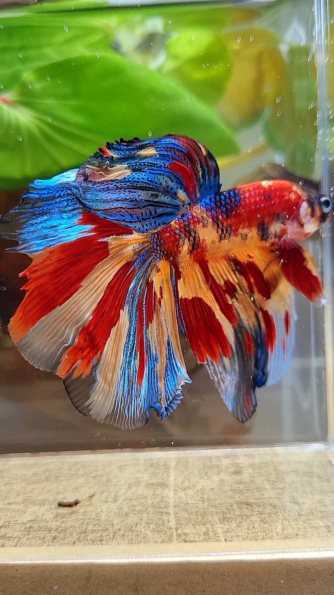 HALFMOON METTALIC SUPER MULTICOLOR TIGER BETTA FISH