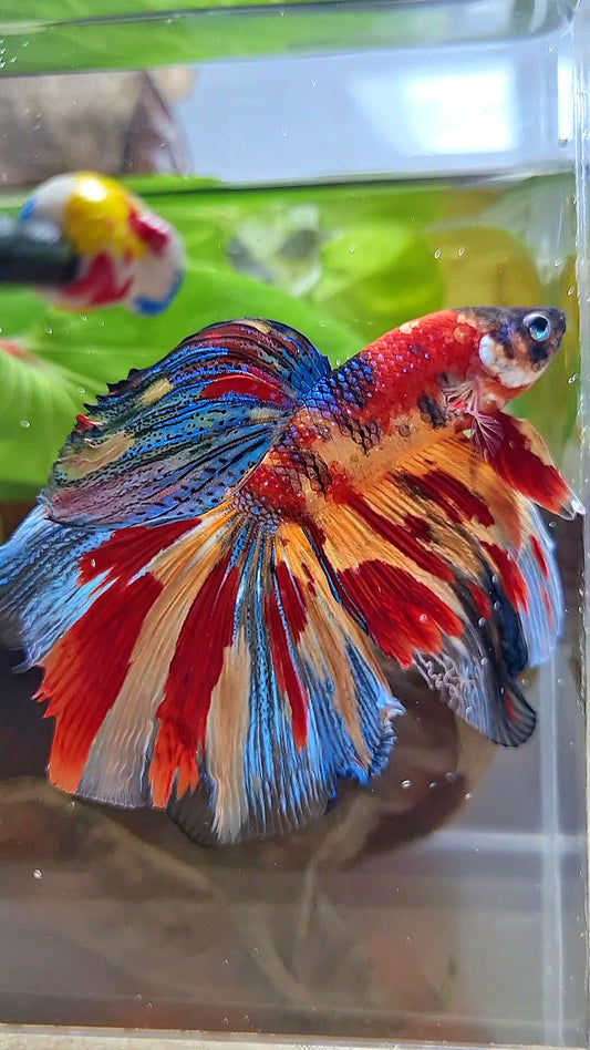 HALFMOON METTALIC SUPER MULTICOLOR TIGER BETTA FISH