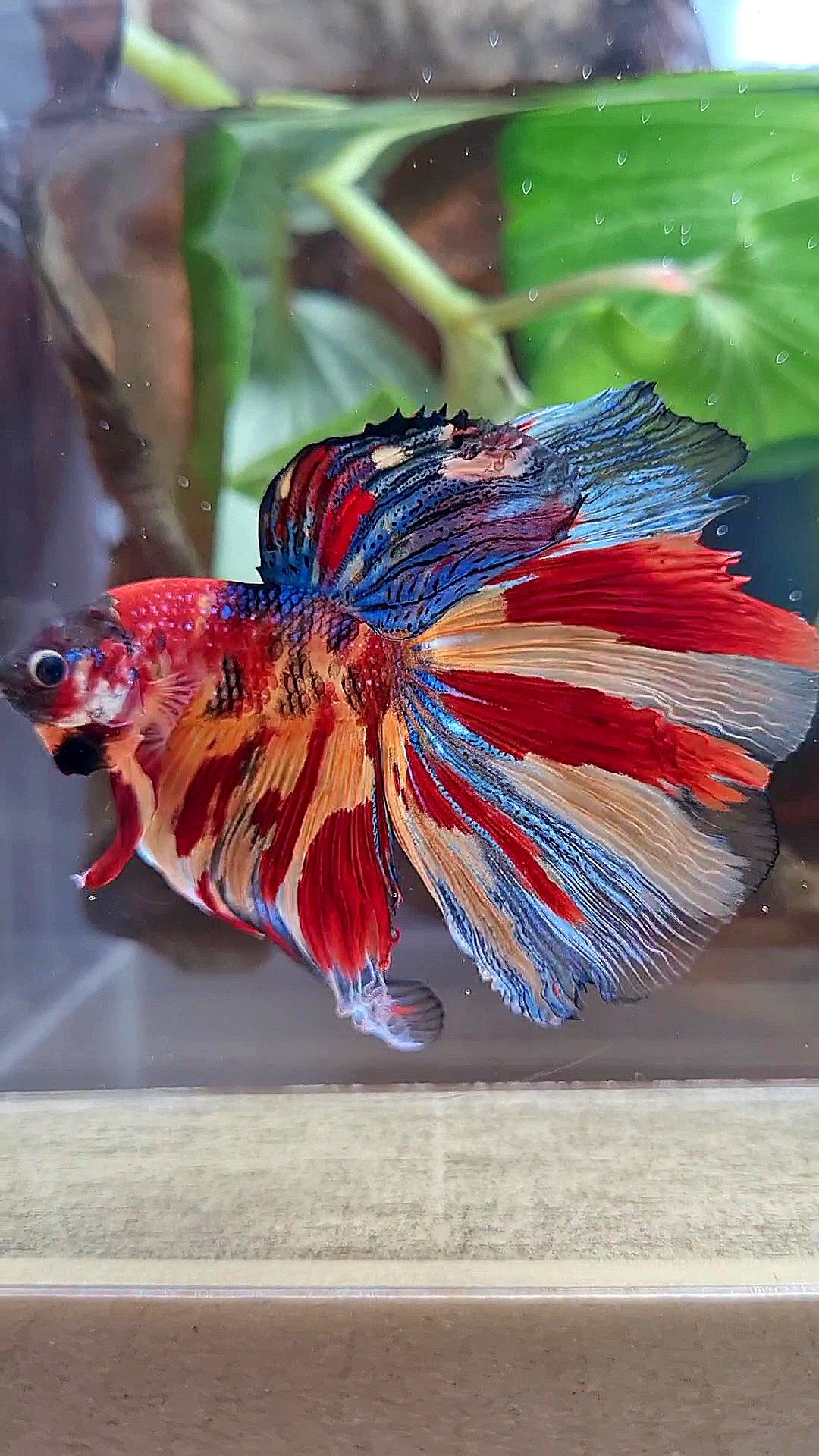HALFMOON METTALIC SUPER MULTICOLOR TIGER BETTA FISH