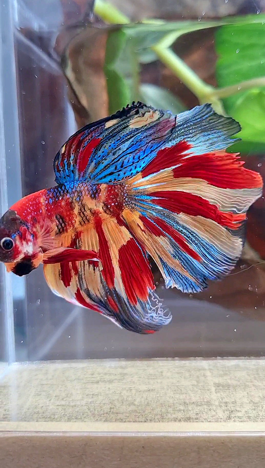 HALFMOON METTALIC SUPER MULTICOLOR TIGER BETTA FISH
