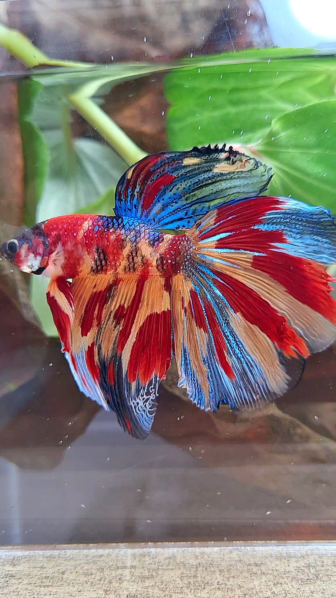 HALFMOON METTALIC SUPER MULTICOLOR TIGER BETTA FISH