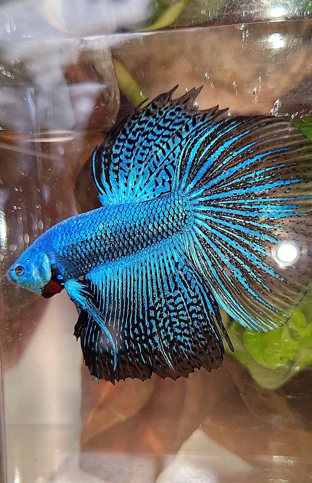 LUXURY HALFMOON ALIEN BLUE HYBRID WILD BETTA FISH