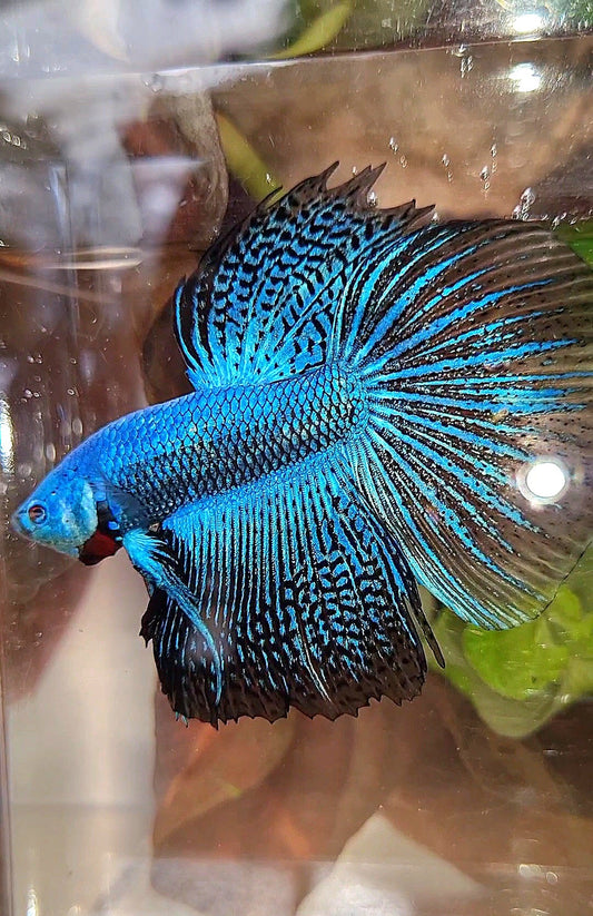LUXURY HALFMOON ALIEN BLUE HYBRID WILD BETTA FISH