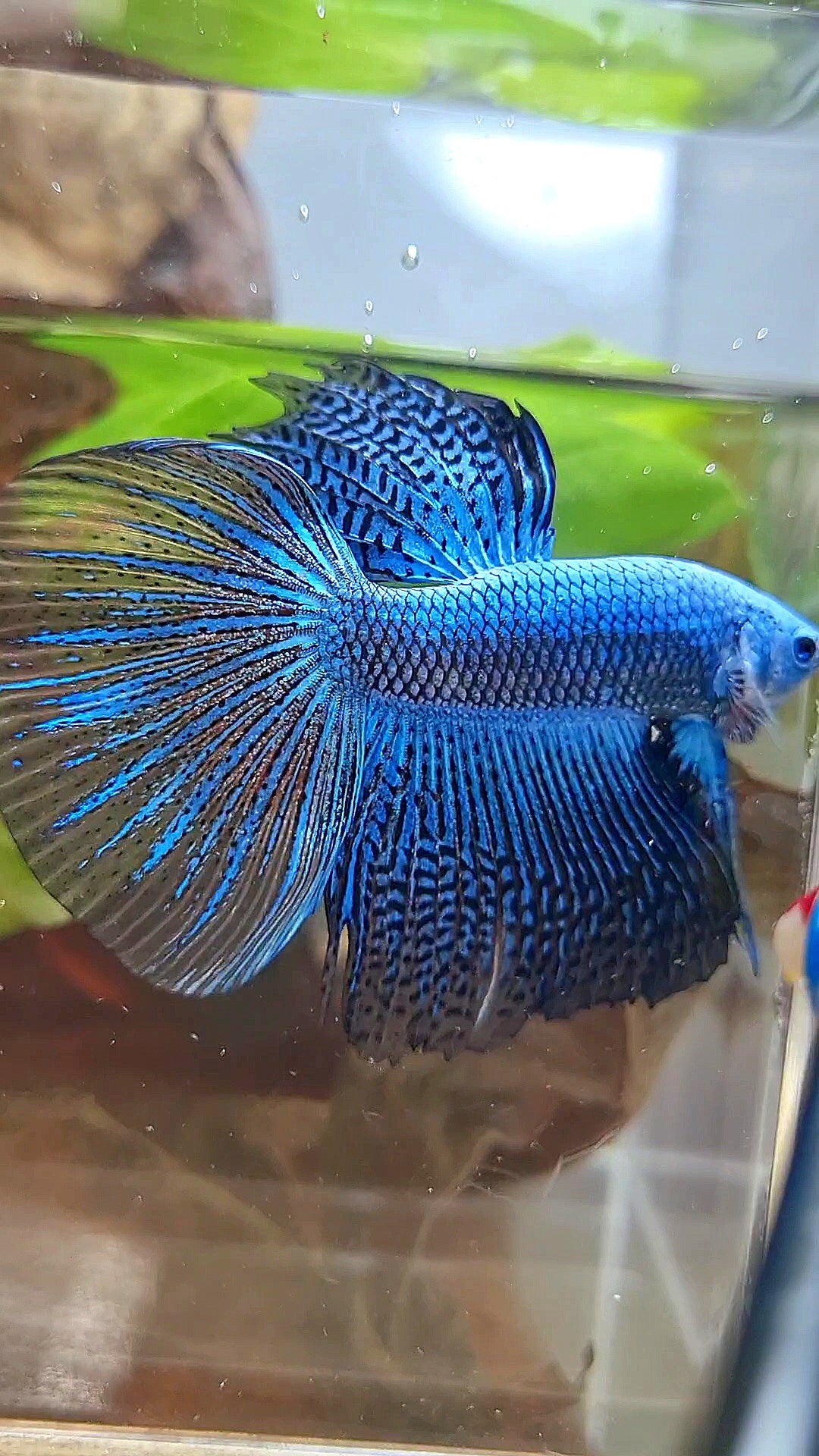 LUXURY HALFMOON ALIEN BLUE HYBRID WILD BETTA FISH