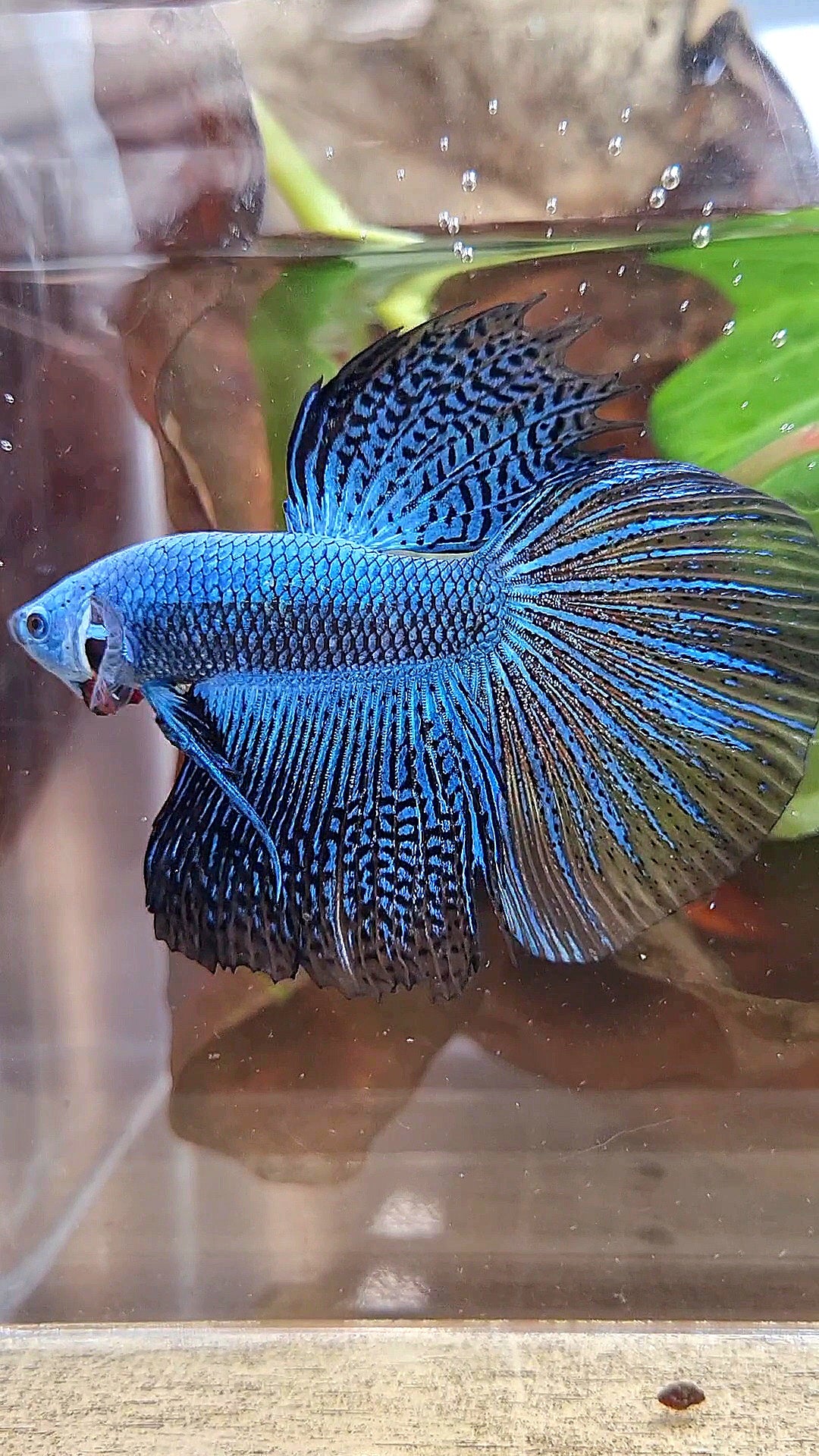 LUXURY HALFMOON ALIEN BLUE HYBRID WILD BETTA FISH