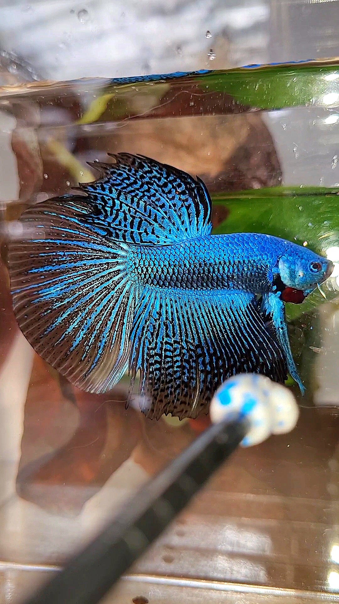 LUXURY HALFMOON ALIEN BLUE HYBRID WILD BETTA FISH