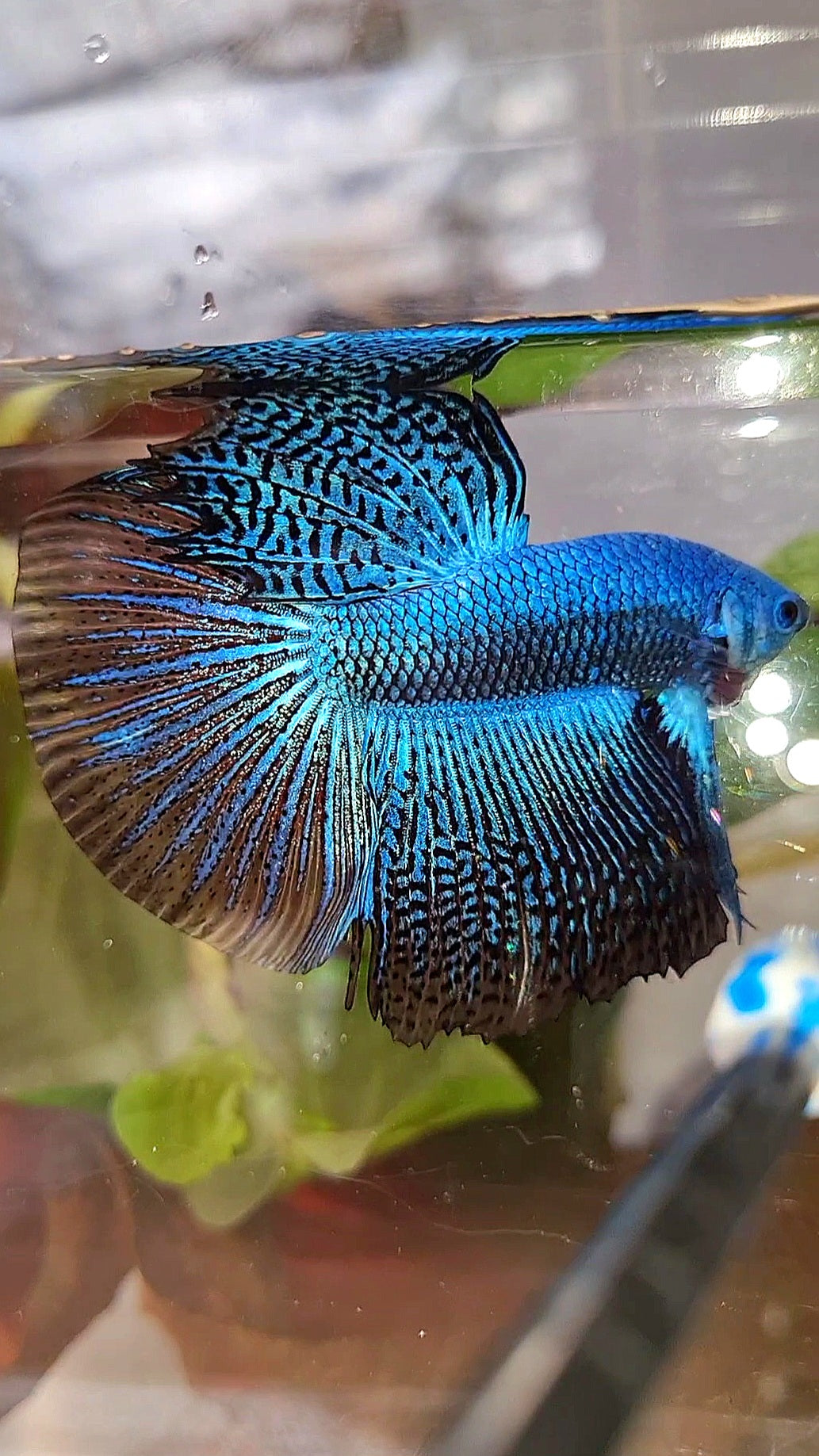 LUXURY HALFMOON ALIEN BLUE HYBRID WILD BETTA FISH