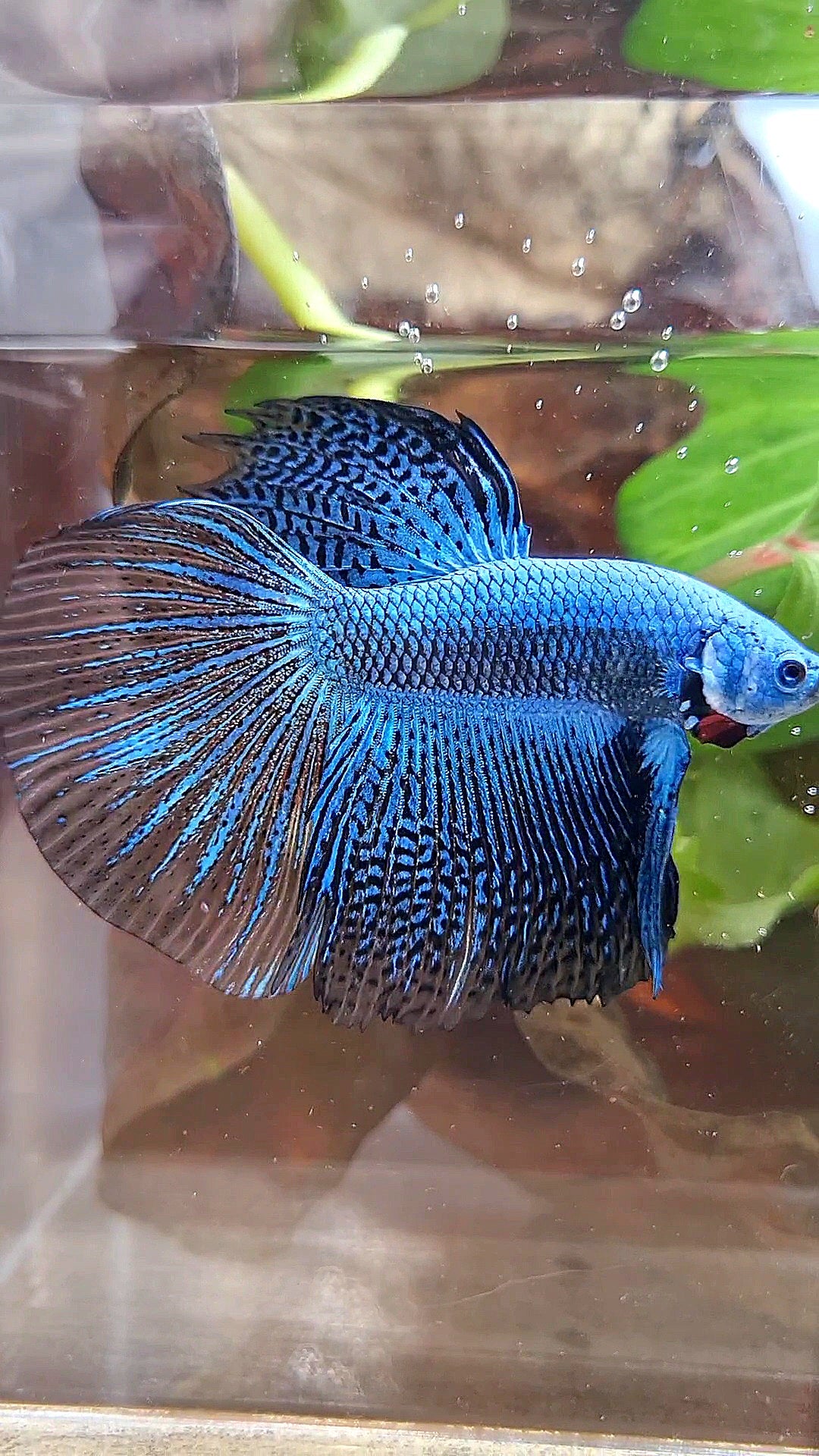 LUXURY HALFMOON ALIEN BLUE HYBRID WILD BETTA FISH