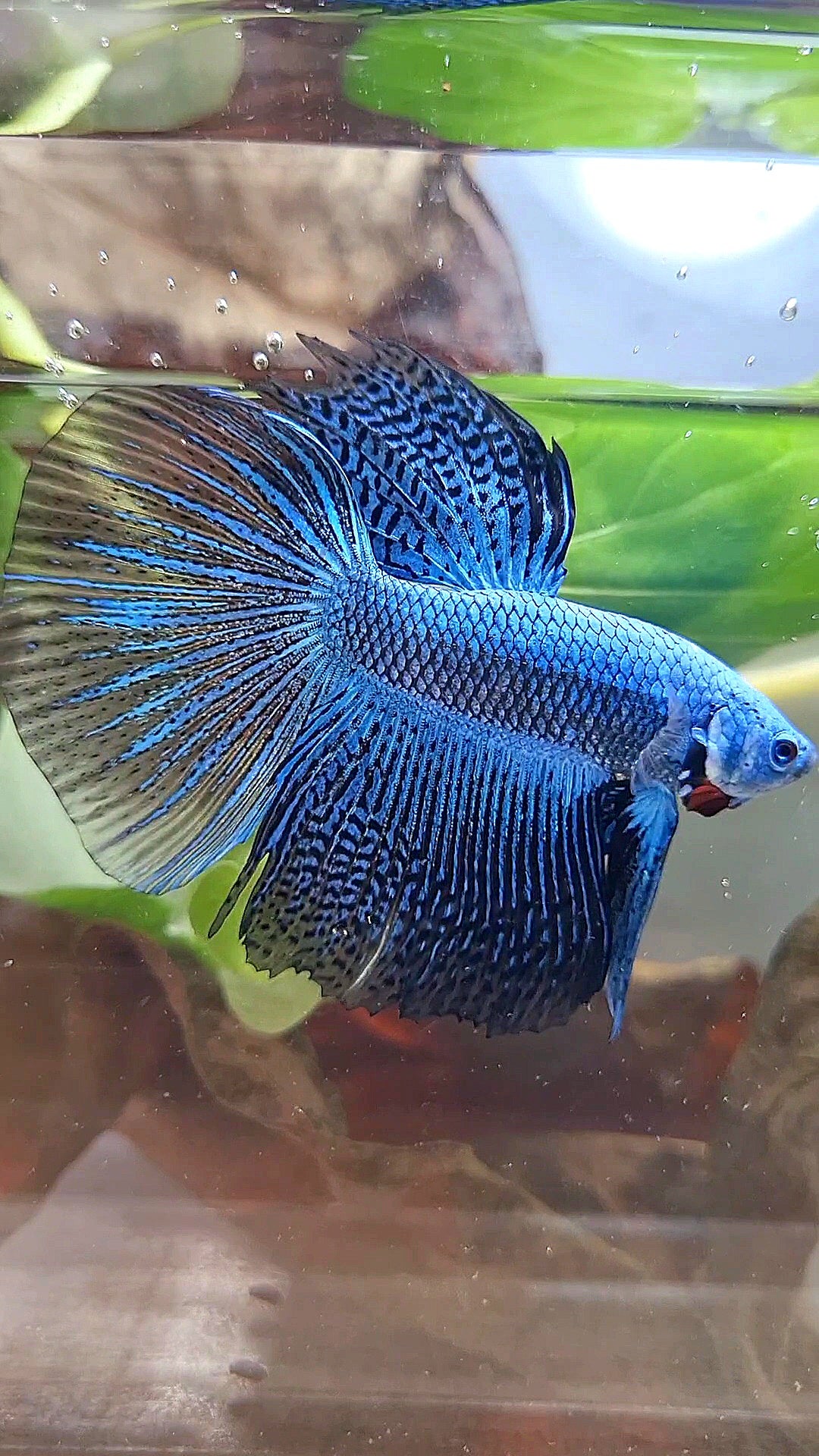 LUXURY HALFMOON ALIEN BLUE HYBRID WILD BETTA FISH