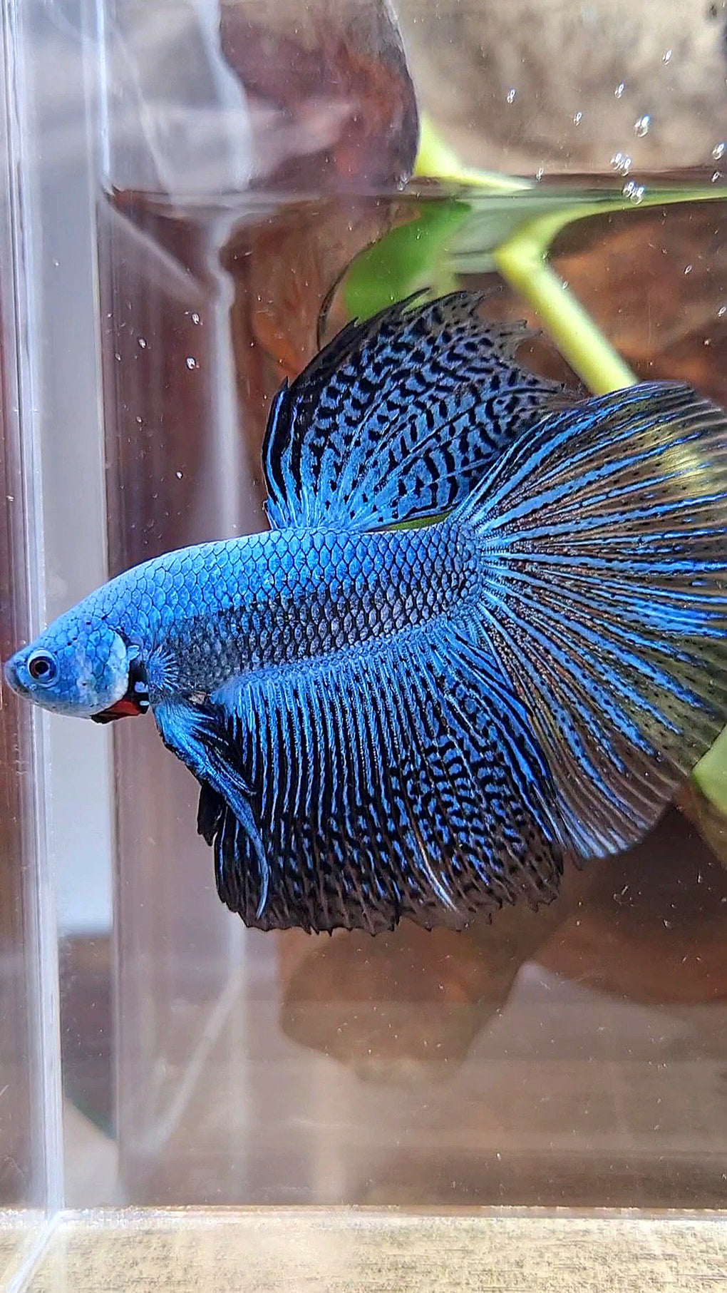 LUXURY HALFMOON ALIEN BLUE HYBRID WILD BETTA FISH