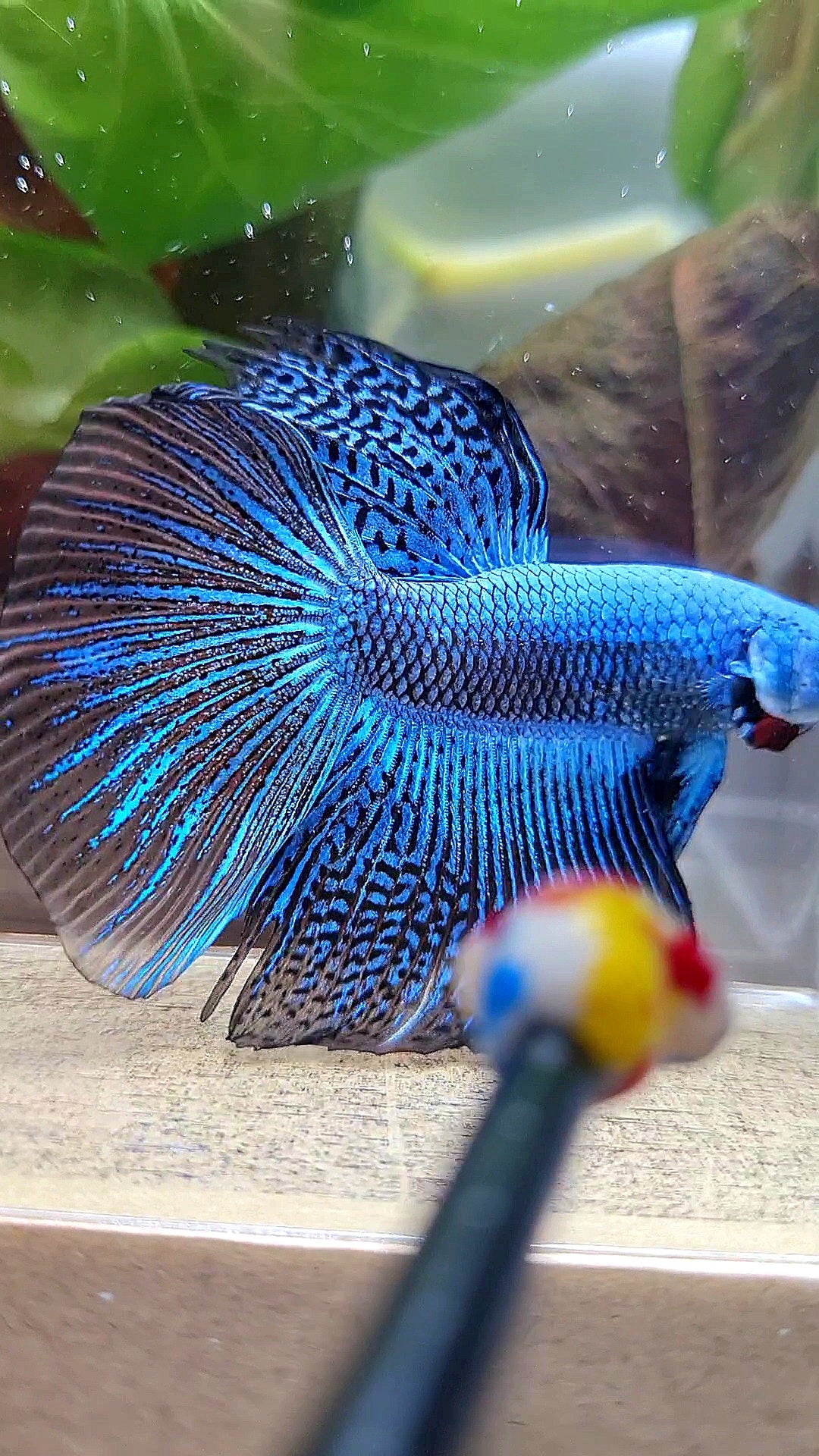 LUXURY HALFMOON ALIEN BLUE HYBRID WILD BETTA FISH