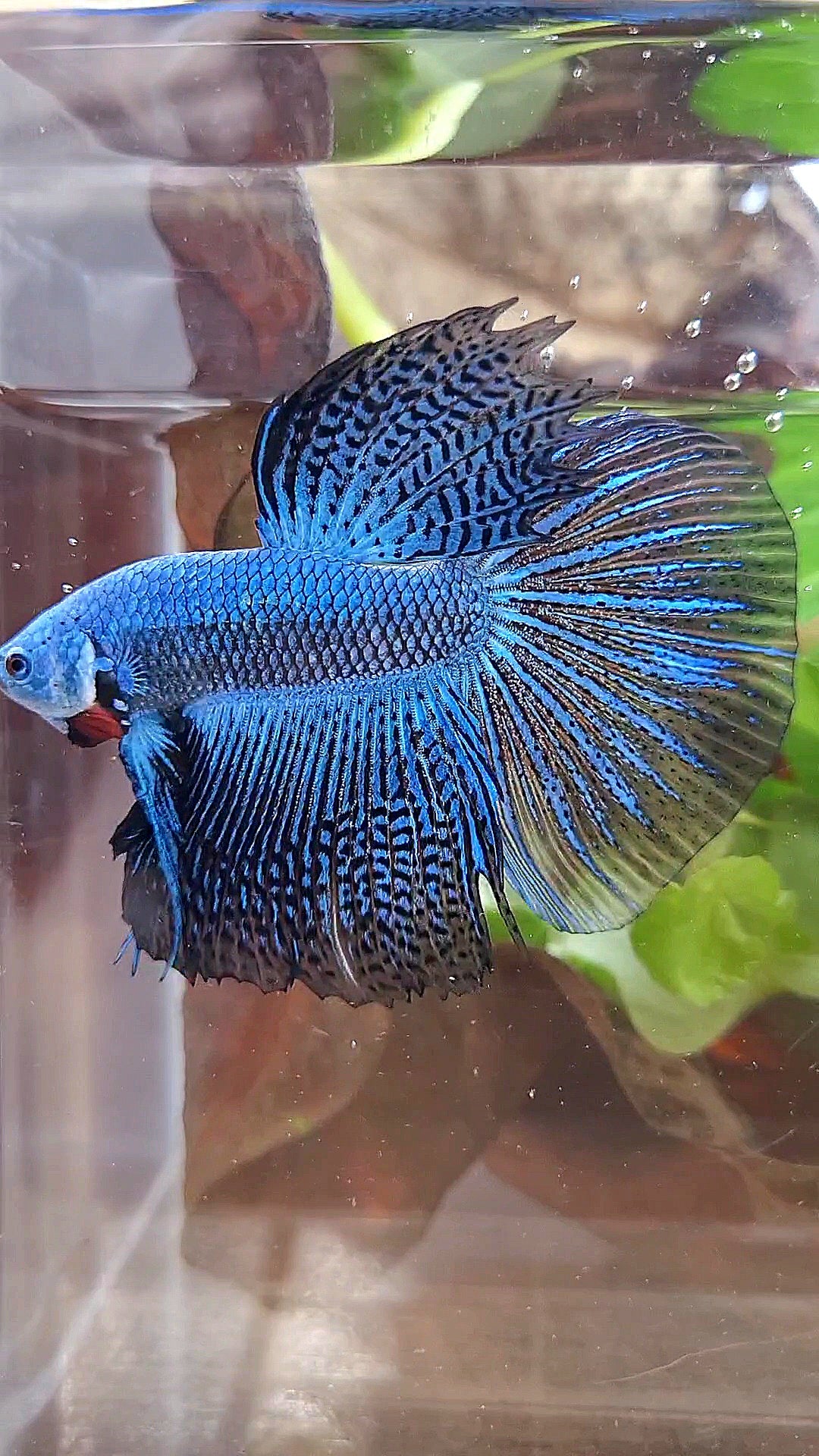 LUXURY HALFMOON ALIEN BLUE HYBRID WILD BETTA FISH