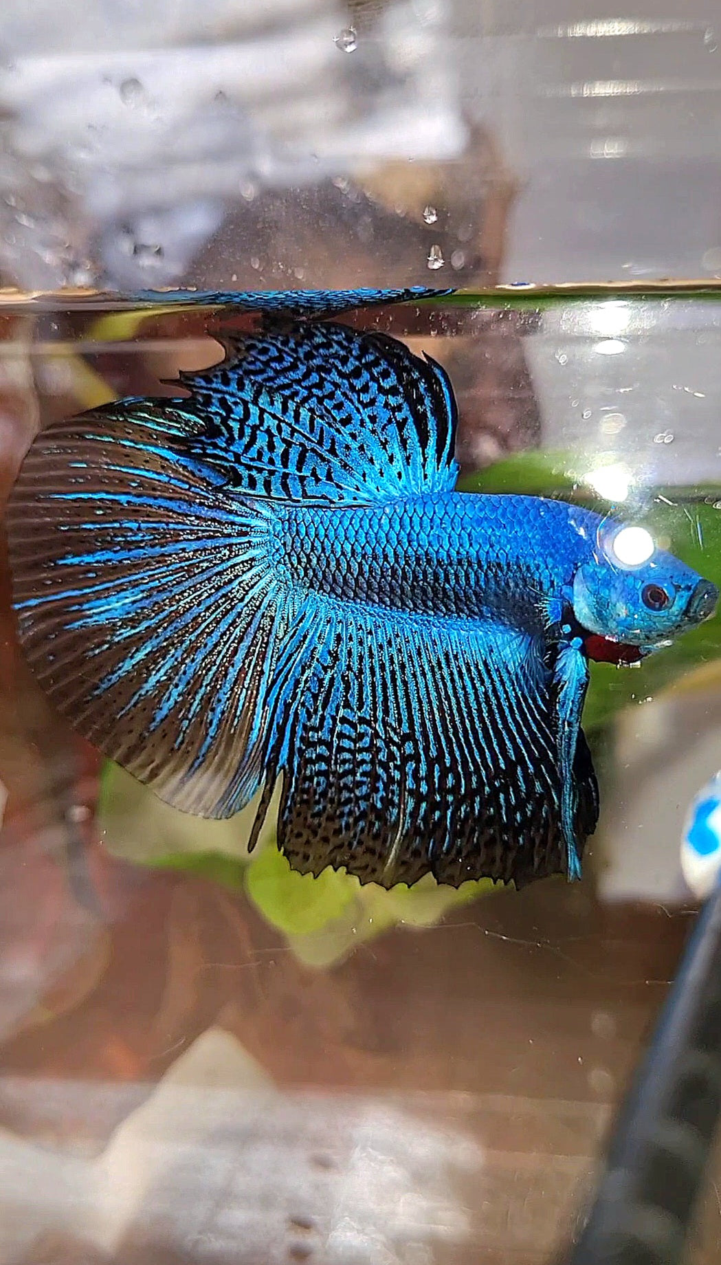 LUXURY HALFMOON ALIEN BLUE HYBRID WILD BETTA FISH