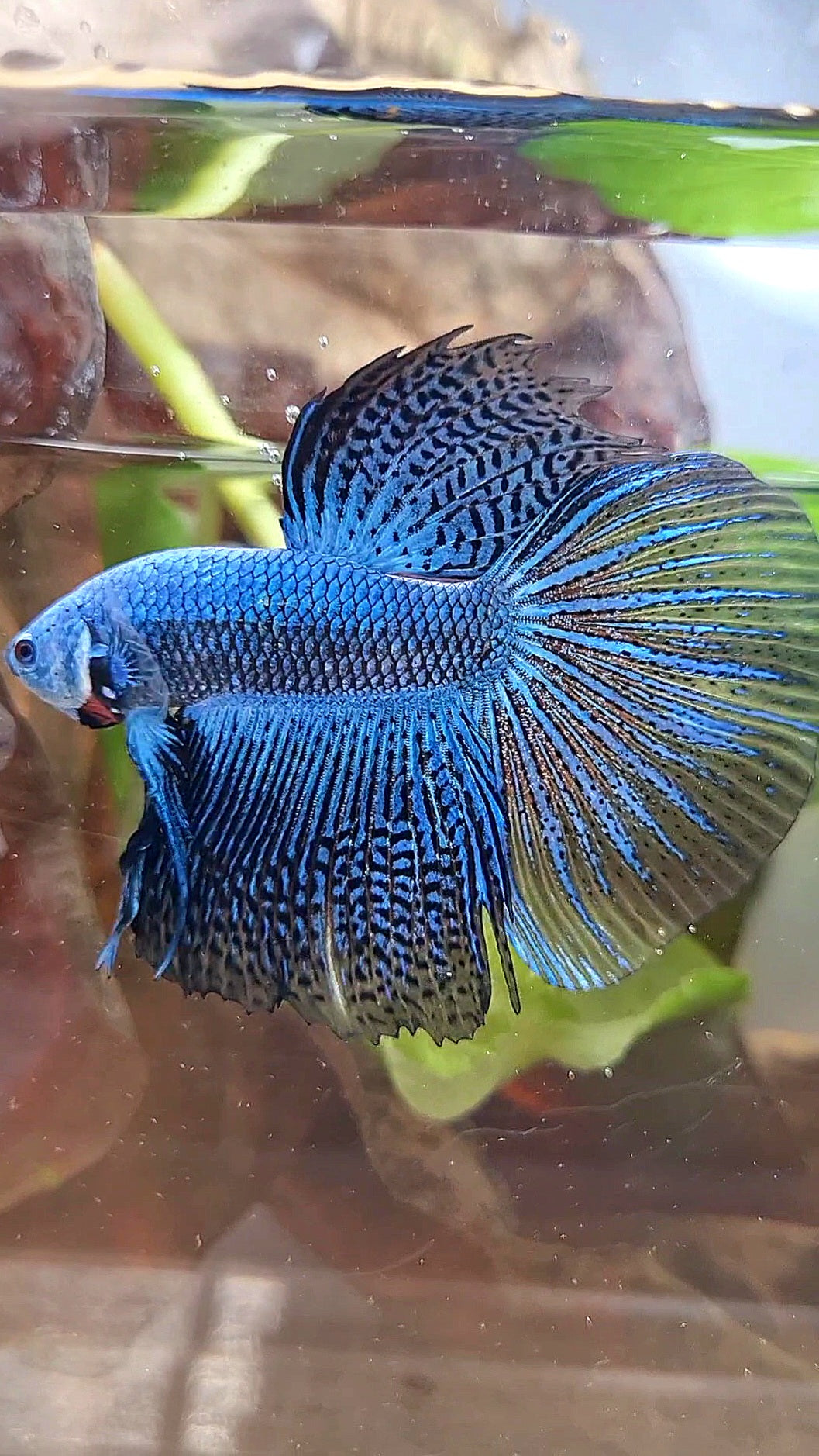 LUXURY HALFMOON ALIEN BLUE HYBRID WILD BETTA FISH
