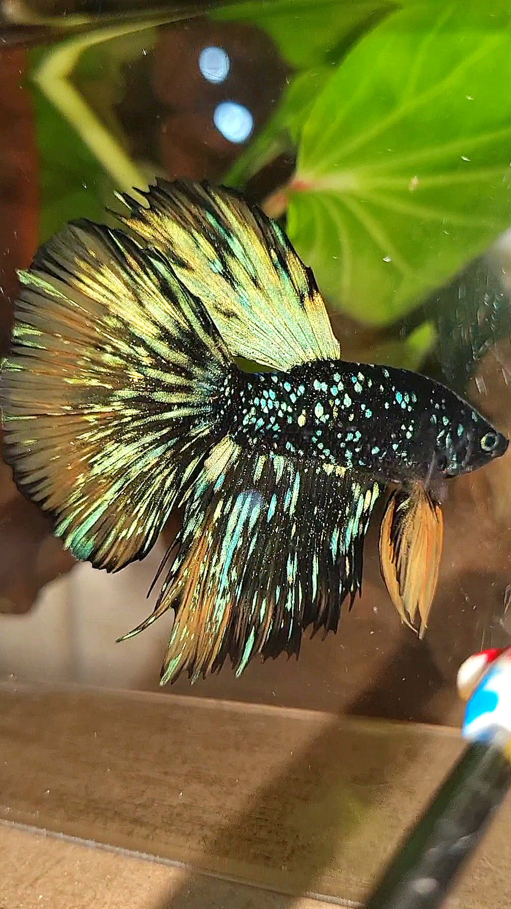 LUXURY HALFMOON STARDUST BLACK GALAXY BLUE AVATAR YELLOW THUNDER BETTA FISH