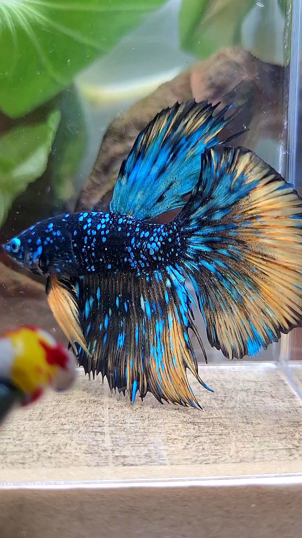 LUXURY HALFMOON STARDUST BLACK GALAXY BLUE AVATAR YELLOW THUNDER BETTA FISH