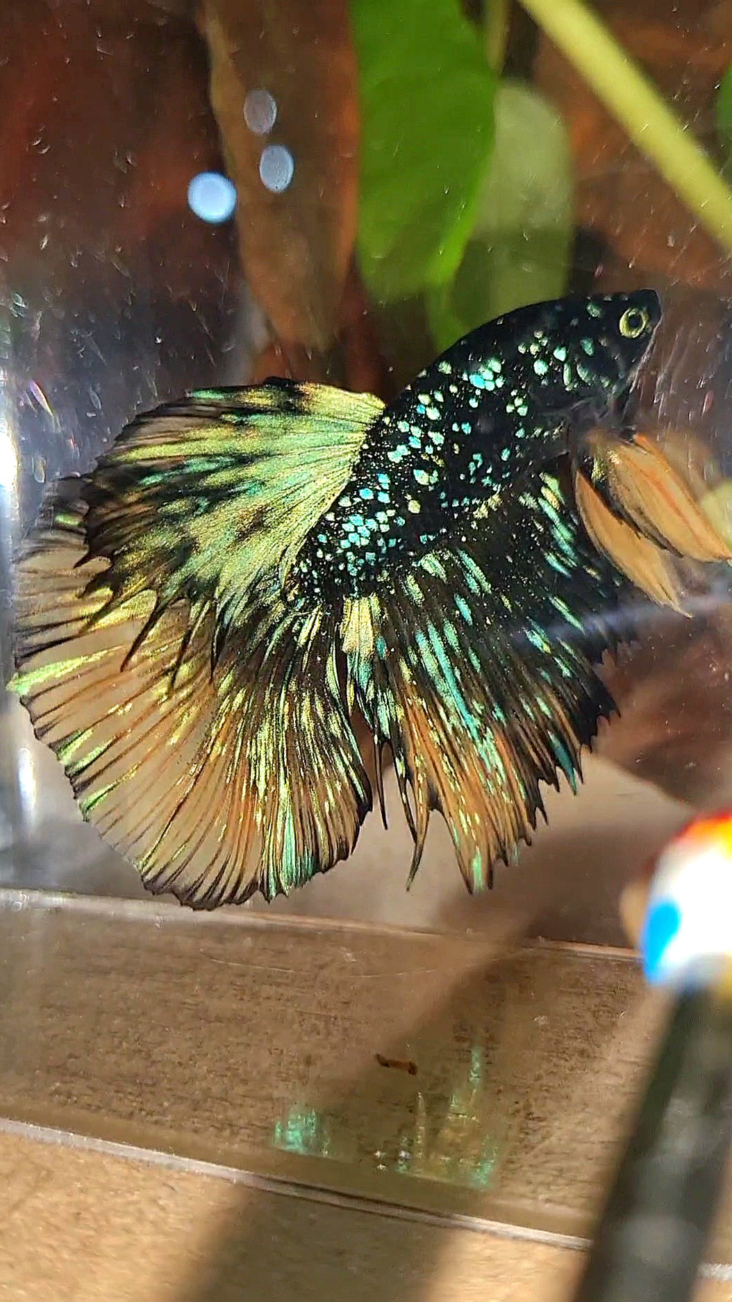 LUXURY HALFMOON STARDUST BLACK GALAXY BLUE AVATAR YELLOW THUNDER BETTA FISH