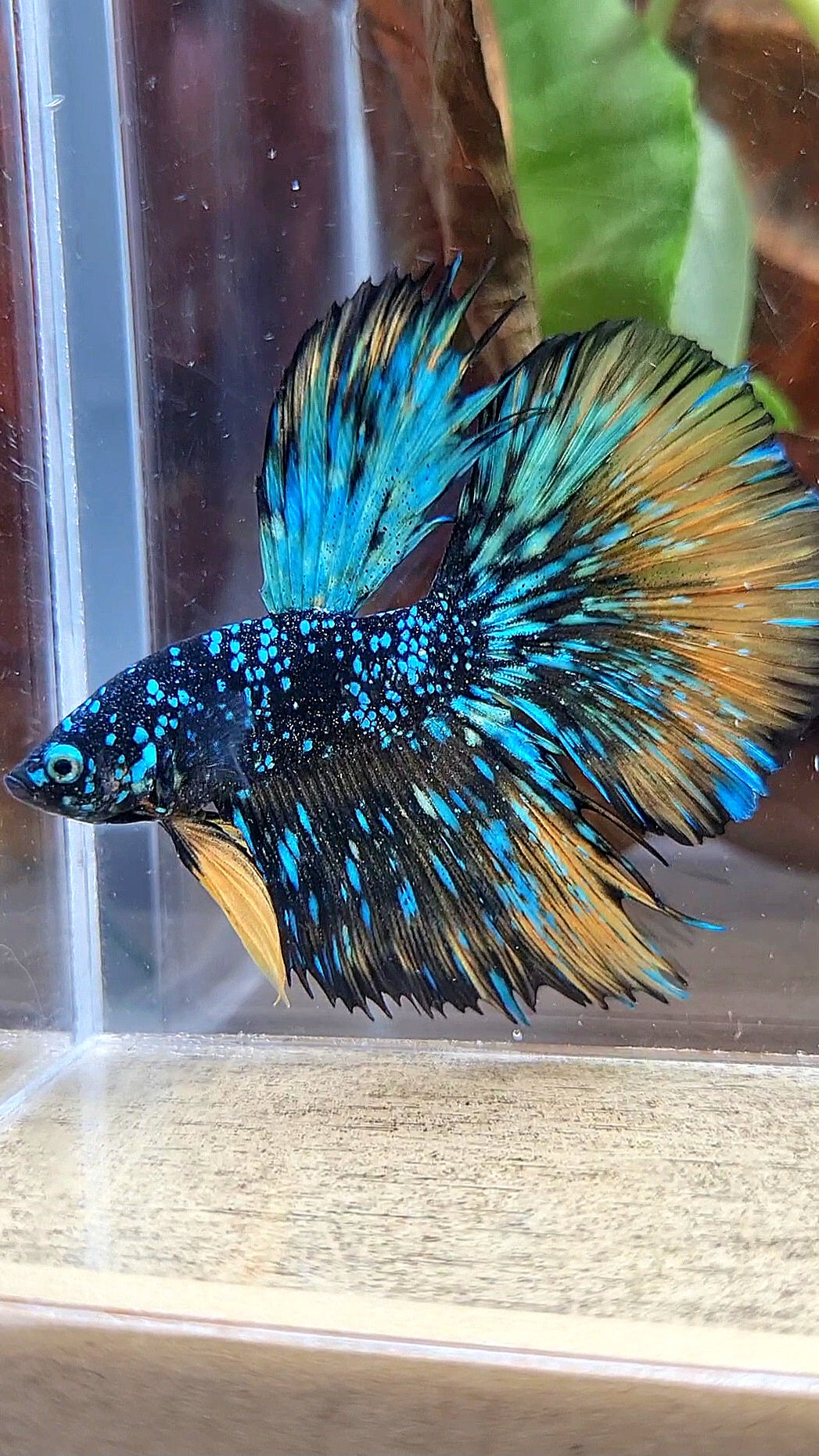 LUXURY HALFMOON STARDUST BLACK GALAXY BLUE AVATAR YELLOW THUNDER BETTA FISH