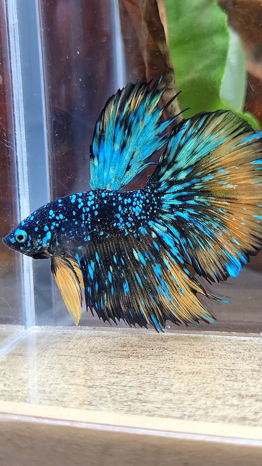 LUXURY HALFMOON STARDUST BLACK GALAXY BLUE AVATAR YELLOW THUNDER BETTA FISH