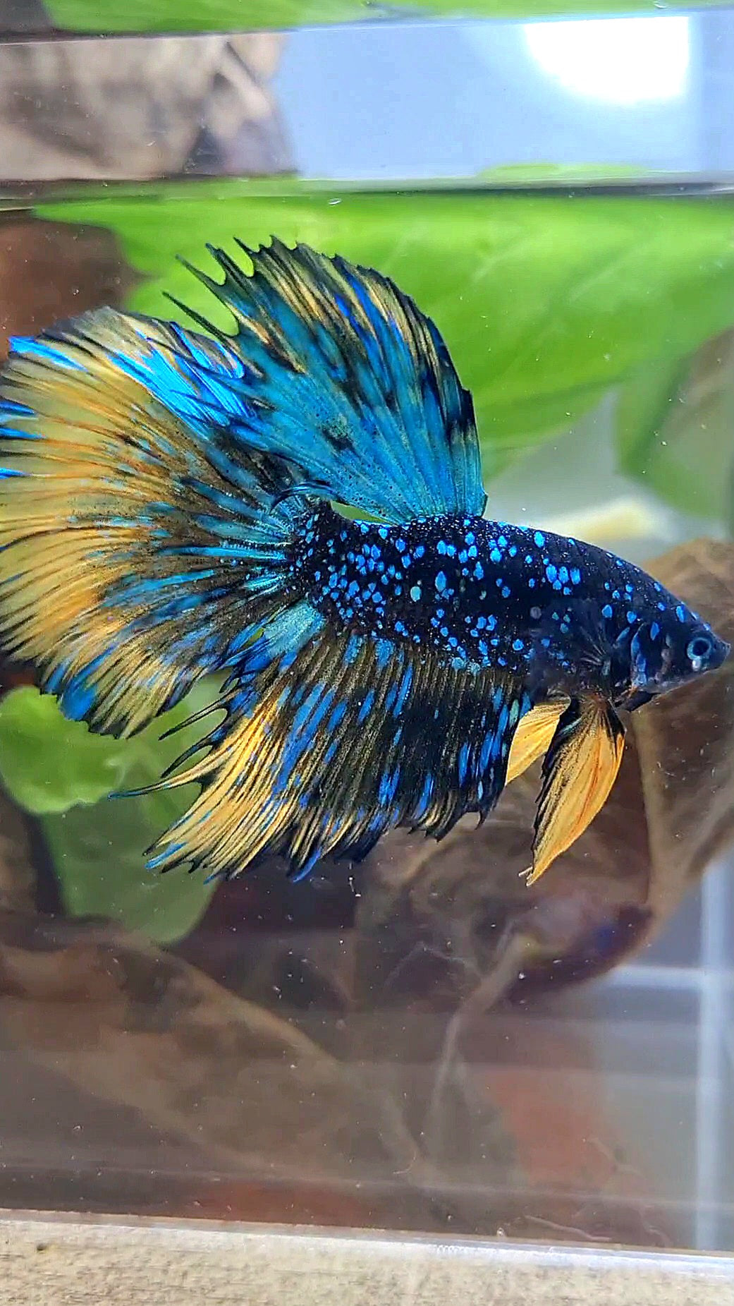 LUXURY HALFMOON STARDUST BLACK GALAXY BLUE AVATAR YELLOW THUNDER BETTA FISH