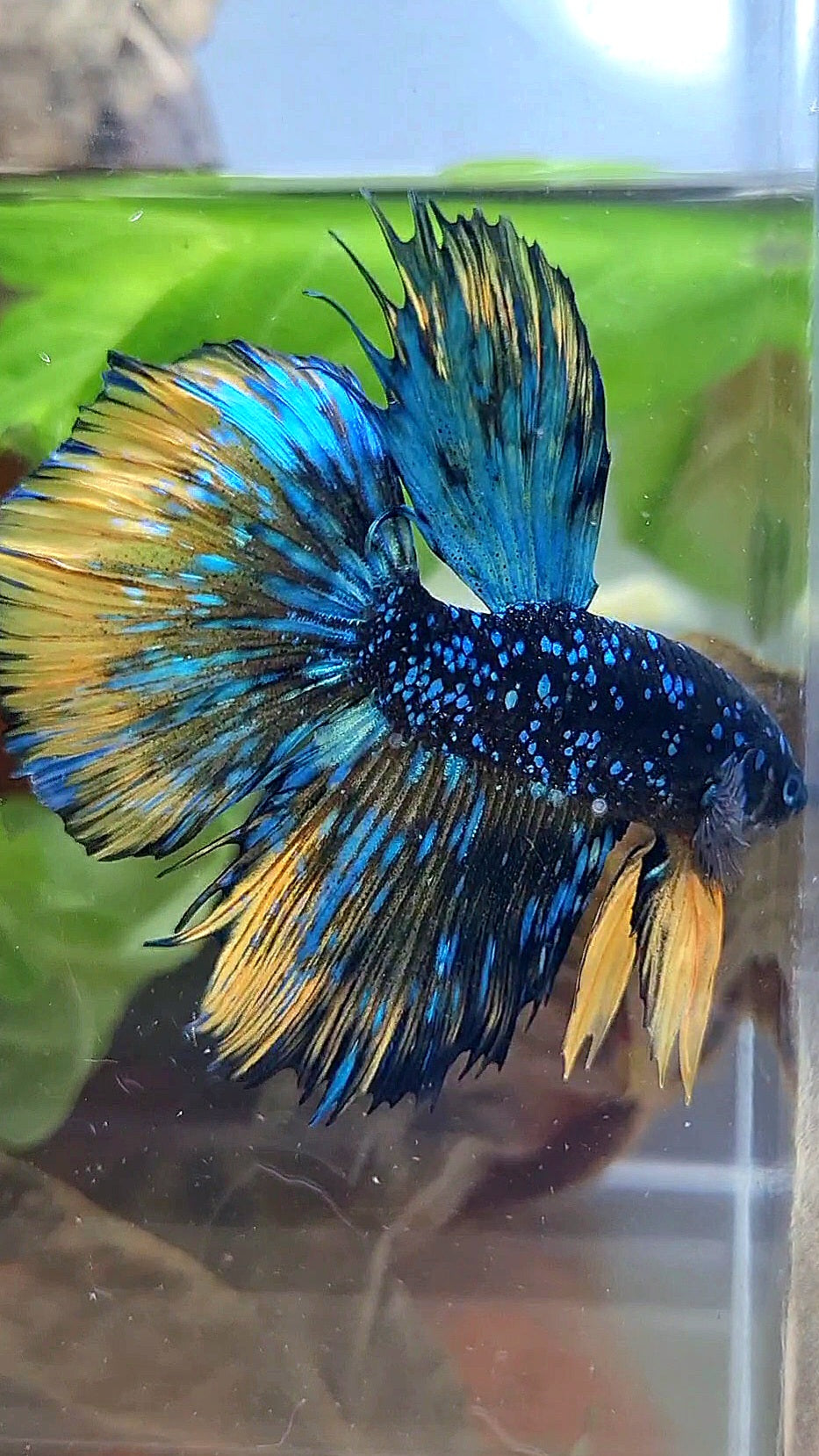 LUXURY HALFMOON STARDUST BLACK GALAXY BLUE AVATAR YELLOW THUNDER BETTA FISH