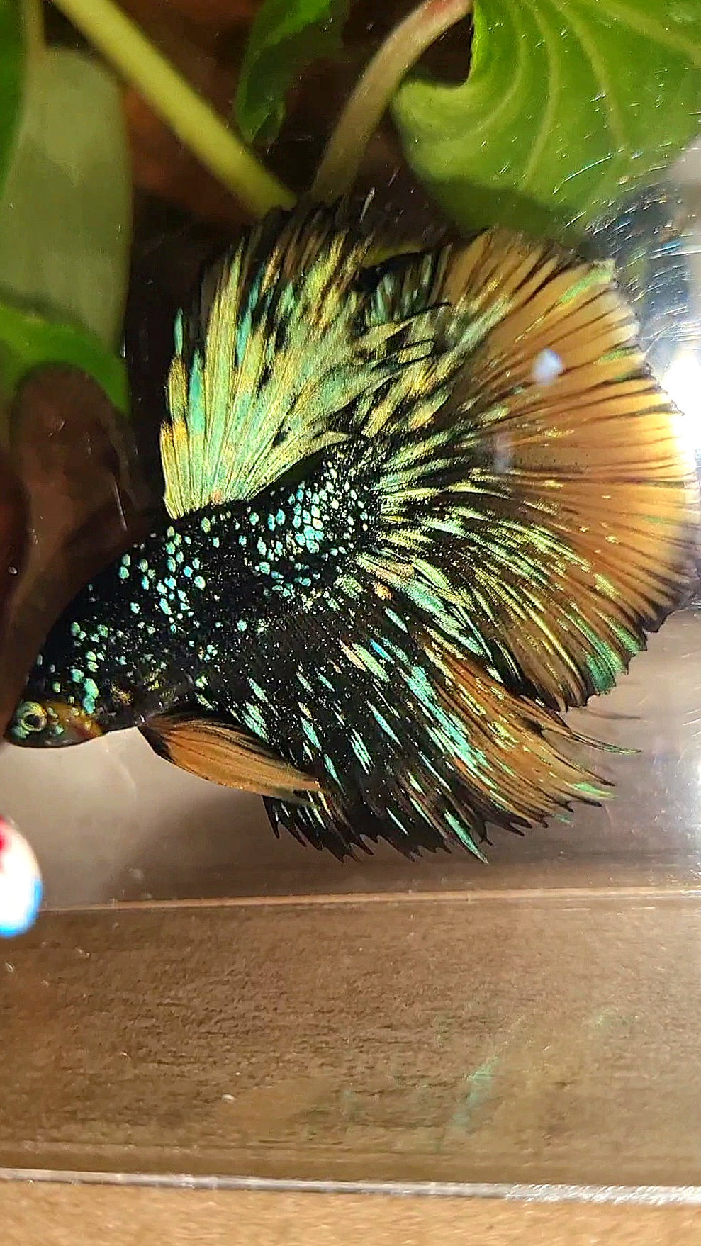 LUXURY HALFMOON STARDUST BLACK GALAXY BLUE AVATAR YELLOW THUNDER BETTA FISH