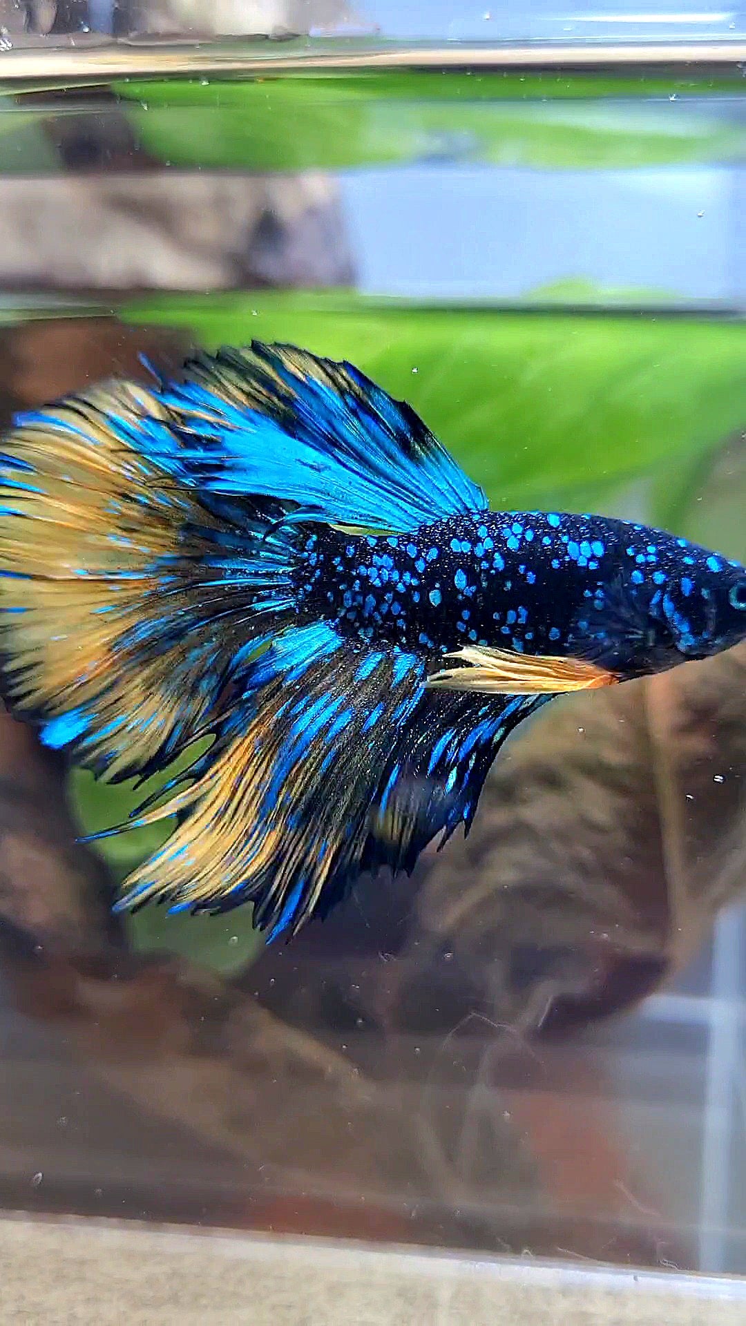 LUXURY HALFMOON STARDUST BLACK GALAXY BLUE AVATAR YELLOW THUNDER BETTA FISH