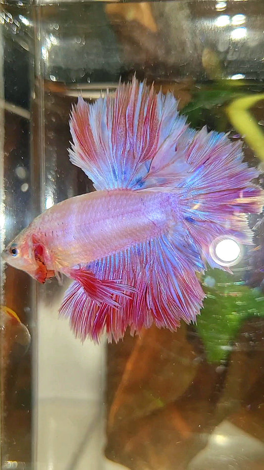 KING FEATHER TAIL HALFMOON PINK BETTA FISH