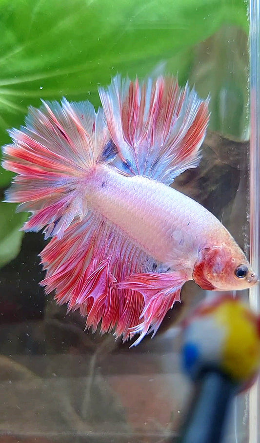 KING FEATHER TAIL HALFMOON PINK BETTA FISH